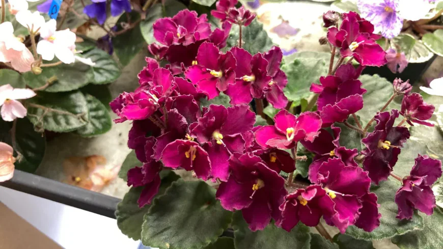 Light, Water, and Soil Guide for House Plant African violet seeds