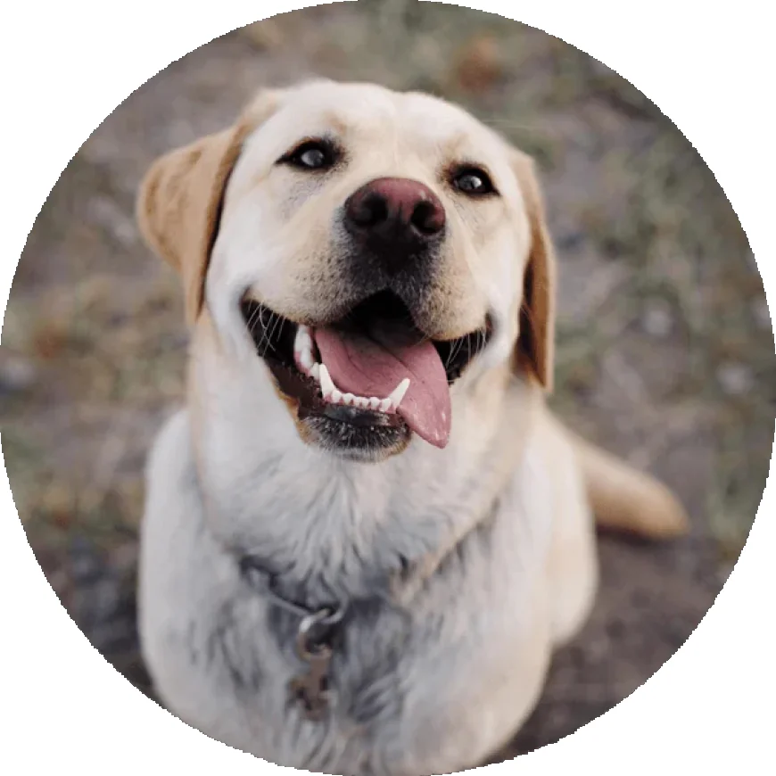 Puppy Obedience Classes Near Me: The Complete Guide to Better Dog Training