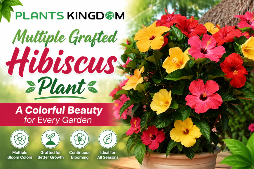 Multiple Grafted Hibiscus Plant – A Colorful Beauty for Every Garden