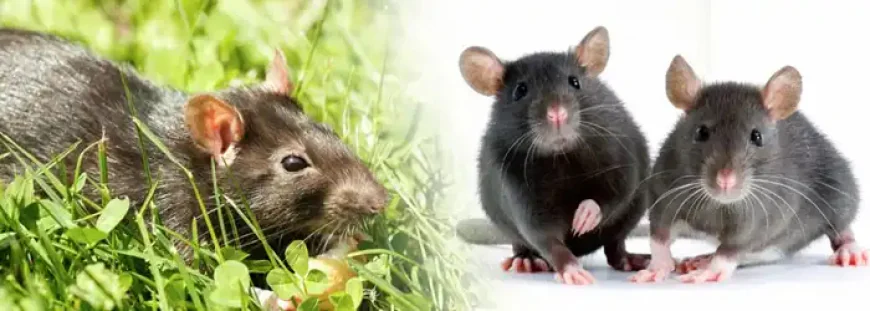What Are the Most Effective Rat Control Services in Abbotsford?