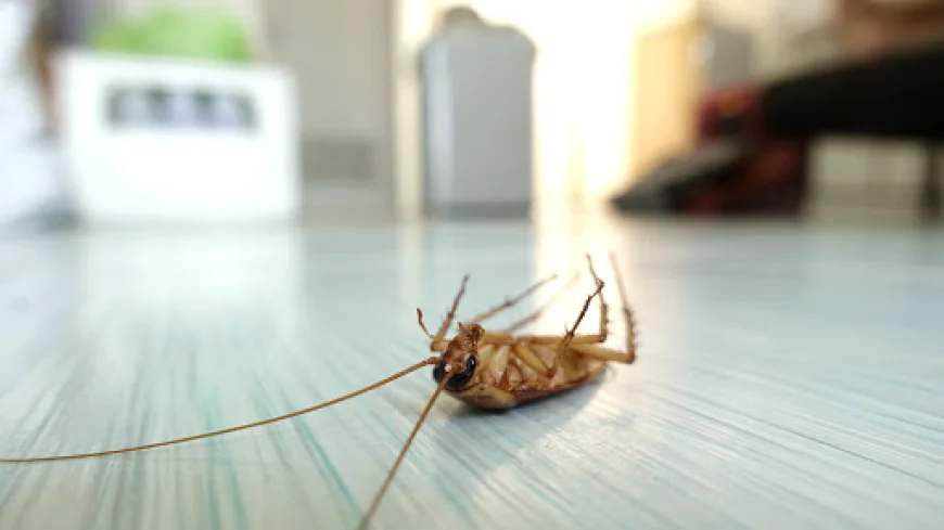 It Started With One. Then There Were Walls Full of Them. This Is How Every Infestation Actually Begins