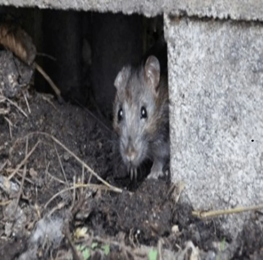 The Hidden Dangers of Rats: Why Professional Pest Control Protects Your Home
