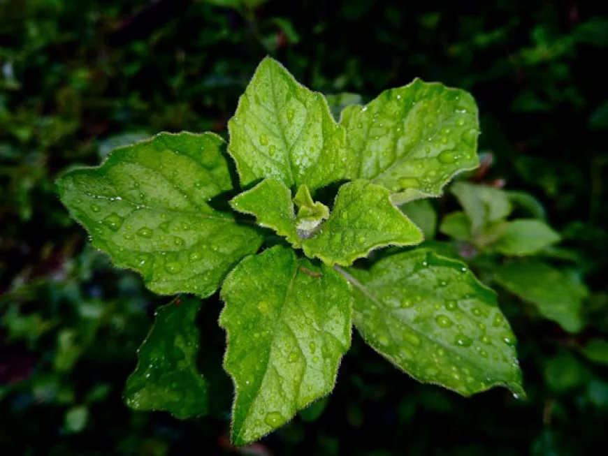 Ashwagandha Leaf Benefits for Wellness & Vitality