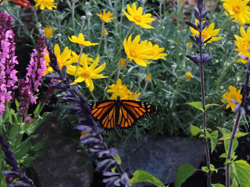 Milkweed Plant Guide for San Leandro Monarch Gardens