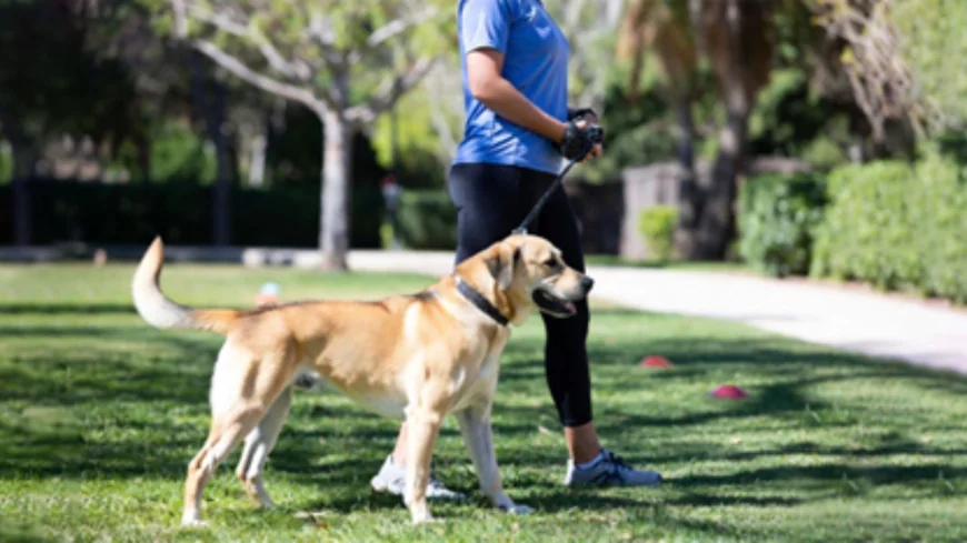 Why Off Leash Obedience Training Changes More Than Just Walks