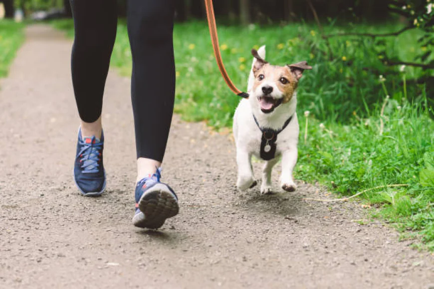 Professional Dog Care in West London: Dog Walking and Boarding Services