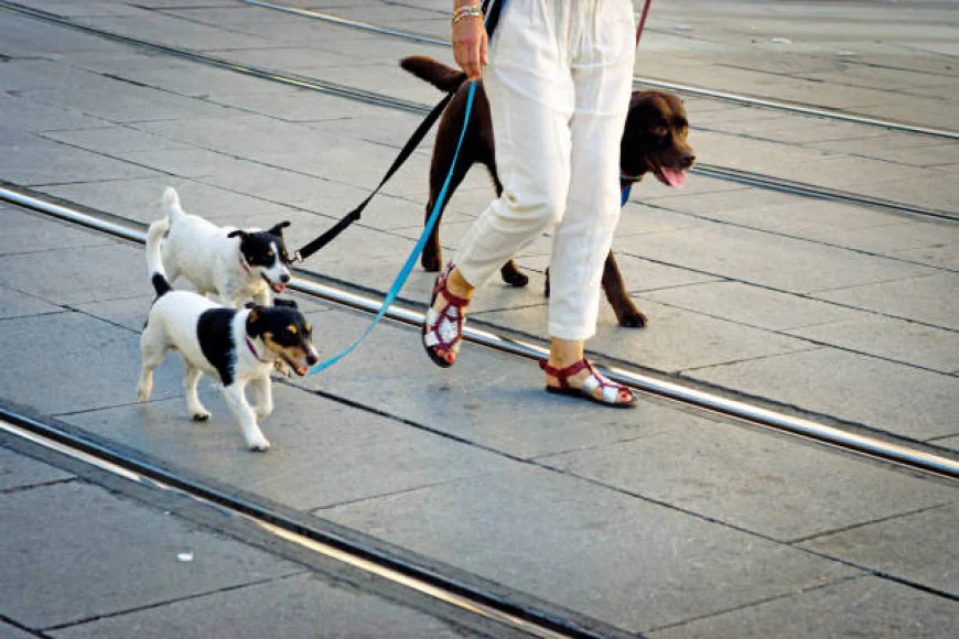 Understanding Dog Walking Prices and Dog Boarding Prices: A Guide for Pet Owners