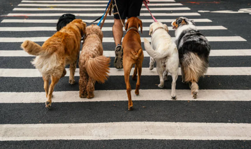 Best Dog Walking Services: Why Professional Dog Walking Makes a Difference