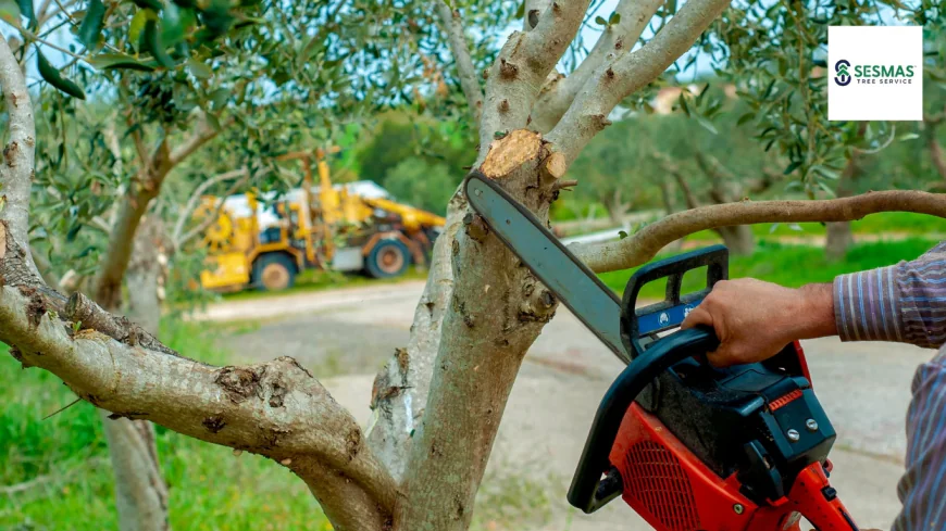 Reliable Tree Service in Acworth for Safe & Healthy Trees