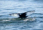 What Makes Whale Watching Gloucester MA an Eco-Friendly Adventure?