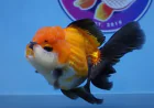 Live Fancy Goldfish for Aquariums: Premium Quality and Expert Care at ChuChuGoldfish