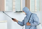 How to Choose the Best Termite Control Service Near You