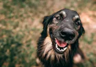Why Pet Owners Choose Doggy Daycare Salem Oregon for Their Dogs