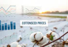 Cottonseed Price Trend Chart with Quarterly Forecast Prices and Index Insights