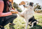 The Ultimate Advantage of Online Dog Behaviour Training