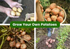Spring Planting Potatoes: East Bay Guide to 6 Varieties