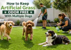 How to Keep Artificial Grass Odor Free With Multiple Dogs