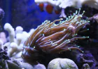 The rise of online corals in the modern aquarium hobby
