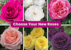 Best Roses for East Bay Gardens | Edible & Spring Gardening Guide