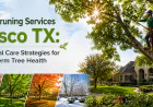 Tree Pruning Services Frisco TX: Seasonal Care Strategies for Long-Term Tree Health