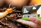 Quiet Invaders: Why Termite Control in Lockhart Demands More Than a Quick Spray