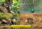 Should You Plan a Rajasthan Wildlife Tour This Summer 2026?
