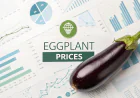 Eggplant Prices Index Analysis with Quarterly Trend and Forecast Prices Chart
