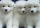 What Makes AKC Samoyed Pups a Popular Choice Among Dog Lovers