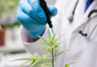 Why Parkinson's Patients Are Seeking Medical Marijuana Evaluations in Daytona
