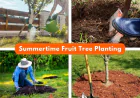 Backyard Fruit Trees: Summer Care Guide | Evergreen Nursery