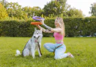 Dog Training Annapolis MD: Building Better Relationships Between Dogs and Their Owners