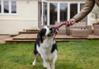 Dog Trainer Mercer County NJ: Why In-Home Professional Training Delivers Better Results