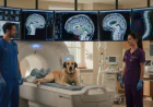 Veterinary Radiology Explained: How Imaging Detects Brain, Spine, and Nerve Disorders in Dogs and Cats