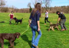 Why Professional Dog Training Charlotte NC Is Essential for a Well-Behaved Family Pet