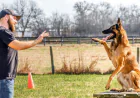 Dog Training Louisville KY: Building Better Behavior and Stronger Bonds
