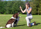Dog Trainer Ann Arbor MI: Why Personalized In-Home Training Gets Better Results Than Traditional Classes