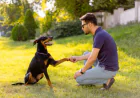 The Complete Guide to Puppy Training Boston MA for First-Time Dog Owners