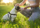 Puppy Training Dallas TX: Building Good Habits from Day One
