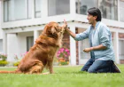 7 Signs You Need a Professional Dog Trainer Long Island NY for Your Dog