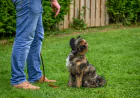 What Your Puppy Wishes You Knew About Puppy Training Naperville IL