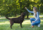 Why City Dogs Need Specialized Training from a Dog Trainer Orlando FL