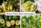 Avocado Trees: Edible Landscape Plants | East Bay