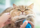 Simple Cat Grooming Tips to Reduce Shedding and Mats