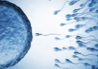 How Many Days Does a Sperm Live in a Female’s Body?