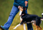 Why Professional Dog Training in New Orleans LA Can Transform Your Dog’s Behavior