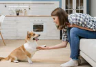 Puppy Training Kansas City MO: Why Modern City Dogs Need More Than Basic Obedience