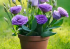 Lisianthus: The Elegant Rose-Like Flower Every Garden Deserves