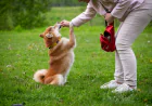 Why More Families Trust a Professional Dog Trainer Aurora IL for Better Dog Behavior