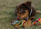 Puppy Training Fort Worth TX: The Small Daily Habits That Create a Well-Behaved Dog