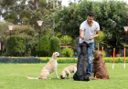 Dog Training Memphis TN: Why Obedience Alone Is Not Enough for Modern Dogs